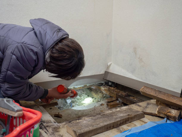 Best Environmental Consulting for Mold Prevention  in Pukalani, HI