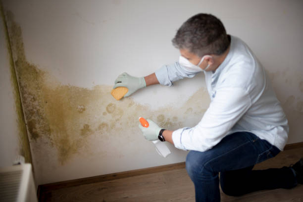 Best Industrial Mold Remediation  in Pukalani, HI
